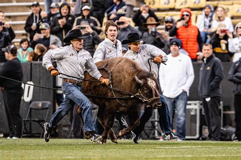 Unveiling the Secrets Behind Ralphie: CU’s Iconic Mascot